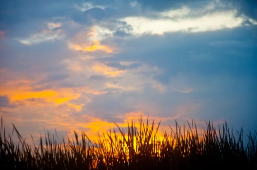 silhouette of grass and sunrise