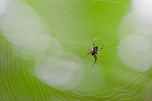 Spider webs in the tropical rain forest.