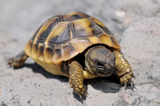 Tortoise moving slowly on the rocks