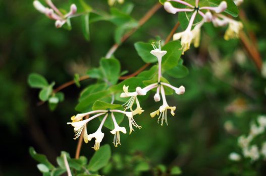 Closeup of Lonicera caprifolium flowers in the spring garden