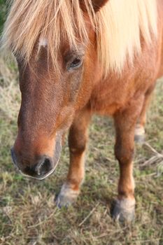 danish horses on a field in the summer 