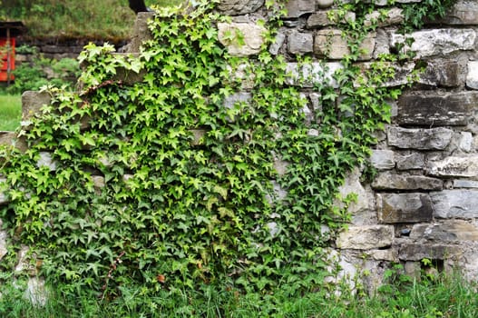 Old stone staeps with ivy plant