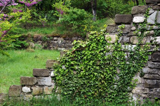 Old stone staeps with ivy plant