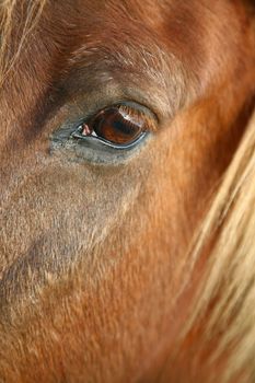 danish horses on a field in the summer 