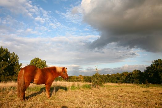 danish horses on a field in the summer 