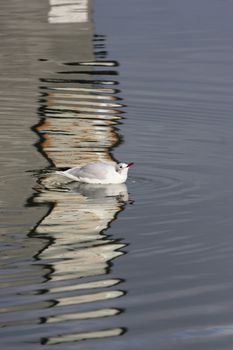 seagull in denmark swimming in refections of a building illuminated by sun