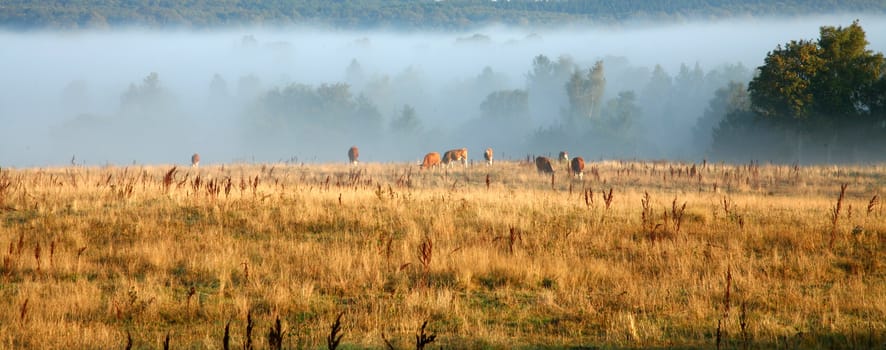 Cows in the fog  in denmark in the summer 
