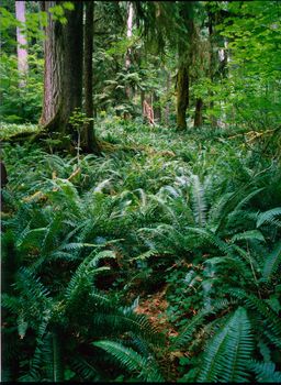 Rainforest in Washington