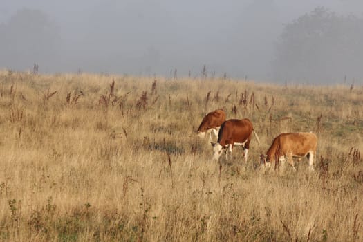 Cows in the fog  in denmark in the summer 
