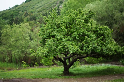 solitary tree on grassy hill in the forest