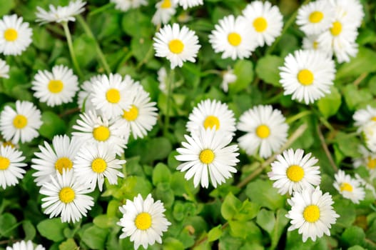 Wild white daisies on the meadow