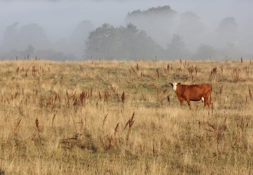 Cows in the fog  in denmark in the summer 