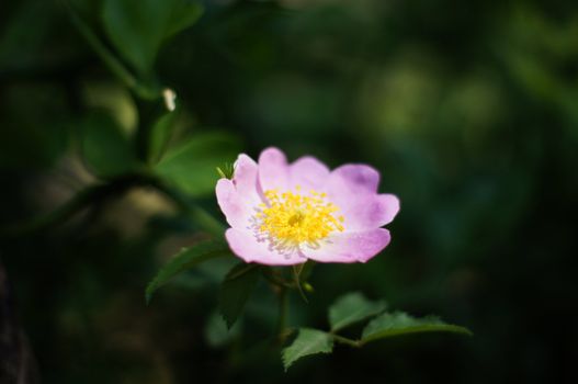 Close up of wild dog rose flowers