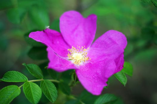 Close up of wild dog rose flowers