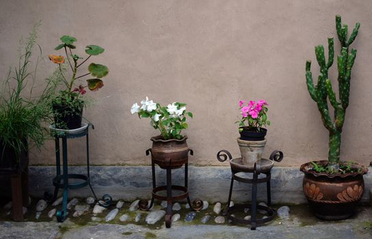 Plants in the pot outdoor