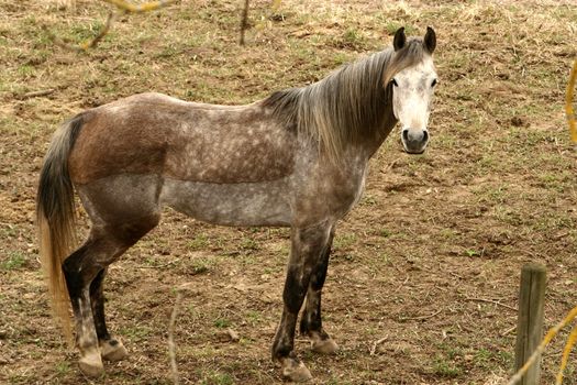 danish horses on a field in the summer 
