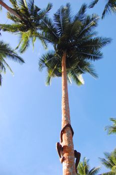 Boy climbs at palm tree, Papua New Guinea