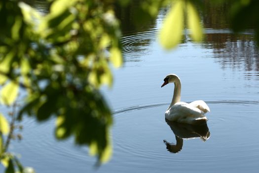 swans swimming on a danish lake
