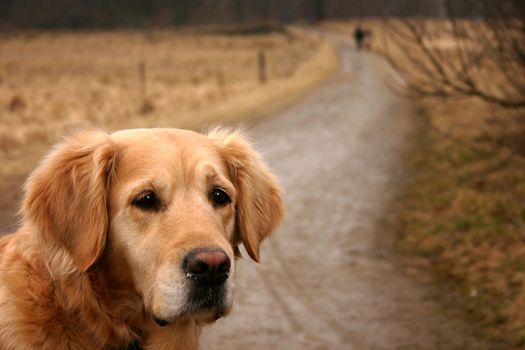 dog in the nature (golden retriever) on a path
