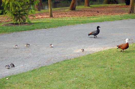 Duck family in park, botanical gardens, Christchurch, New Zealand