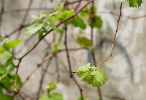 Closeup of vine grape leaves