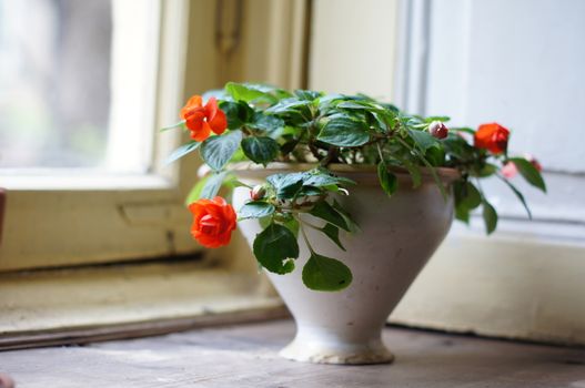 spring flowers in the pot