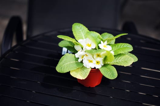 Interior decor: flowers in the pot