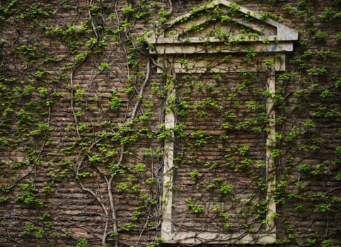 Old wall with ivy plant