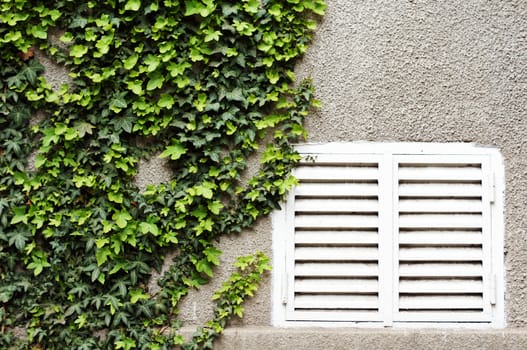 Old wall with ivy plant