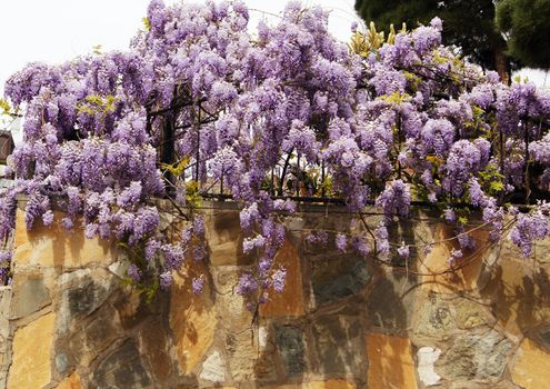 Wistaria flowers on the old stone wall