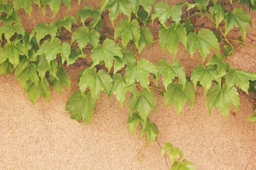 Old wall with ivy plant