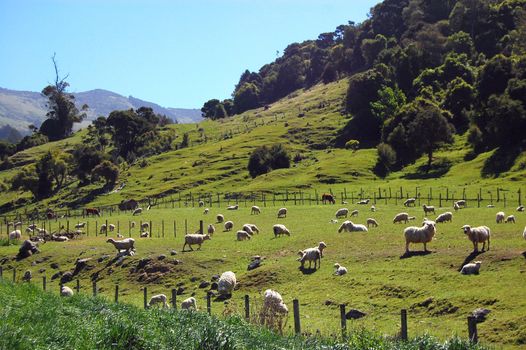 Sheeps at farmland behind fence, Banks Peninsula, New Zealand