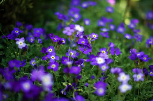 Closeup of spring purple garden flowers