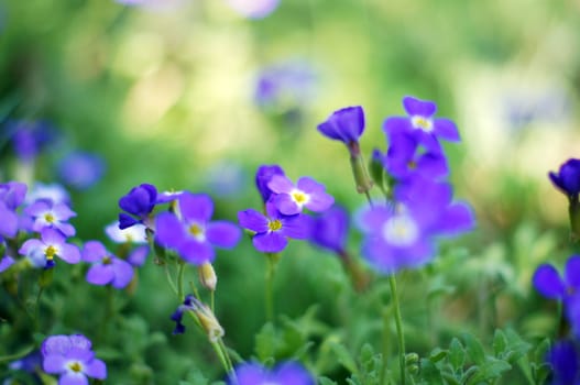 Closeup of spring purple garden flowers