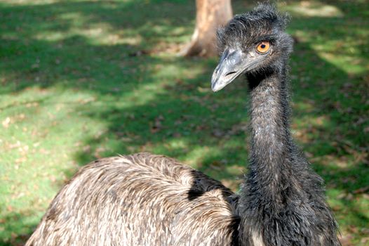 Emu bird in zoo, Lone Pine Koala Sanctuary, Brisbane, Australia