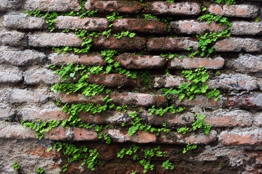 Old wall with ivy plant