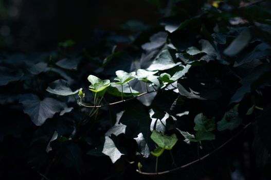 Hedera plant in the forest in sunlight