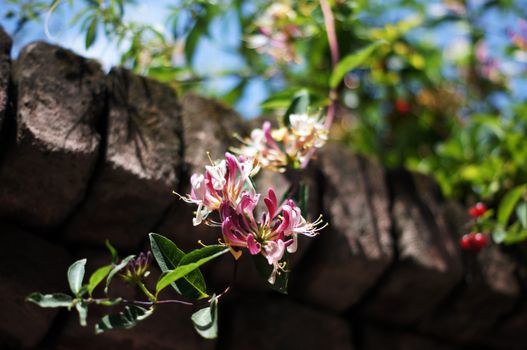 Summer flowers: Honeysuckles blooming plant