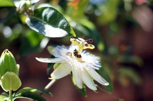 Summer time: flowers of Passiflora plant