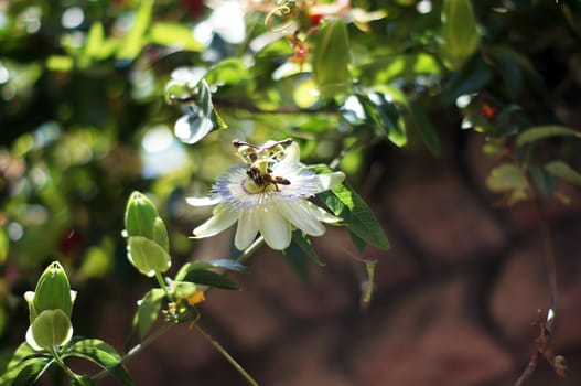 Summer time: flowers of Passiflora plant