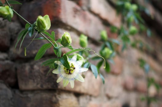 Summer time: flowers of Passiflora plant