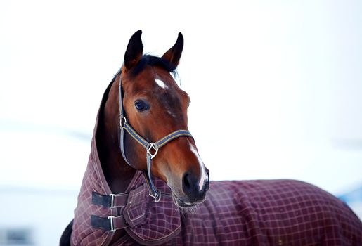 Portrait of a horse. Sports horse. Thoroughbred stallion. Muzzle of a horse. Saddle horse.