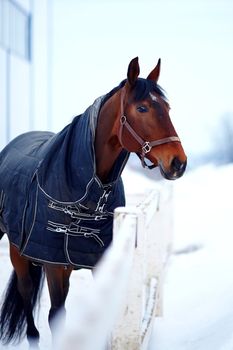 Portrait of a horse. Sports horse. Thoroughbred stallion. Muzzle of a horse. Saddle horse.