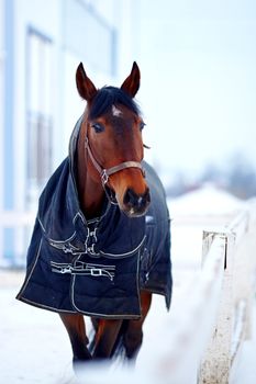 Portrait of a horse. Sports horse. Thoroughbred stallion. Muzzle of a horse. Saddle horse.