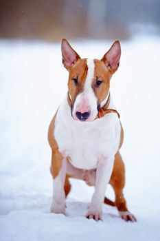 English bull terrier. Thoroughbred dog. Canine friend. Red dog.