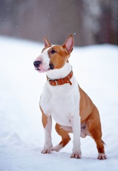 English bull terrier. Thoroughbred dog. Canine friend. Red dog.