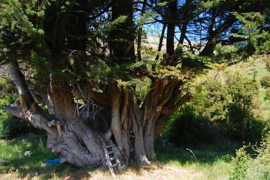 Old big pine tree, Le Bons Bay, Banks Peninsula, New Zealand