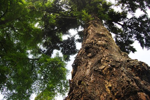 Big tree trunk, Ashburton town, New Zealand