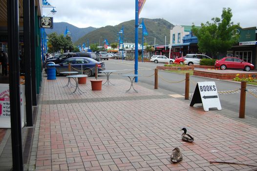 Ducks at town street, Picton, New Zealand