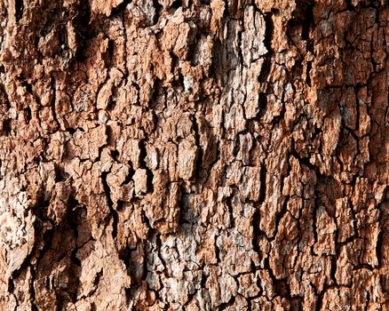 Aged tree bark texture